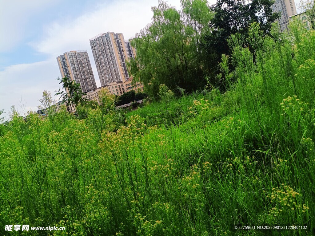 城市边的翠绿草地景观