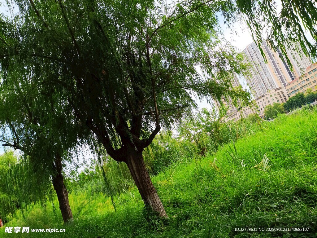 绿意盎然的草地与树木