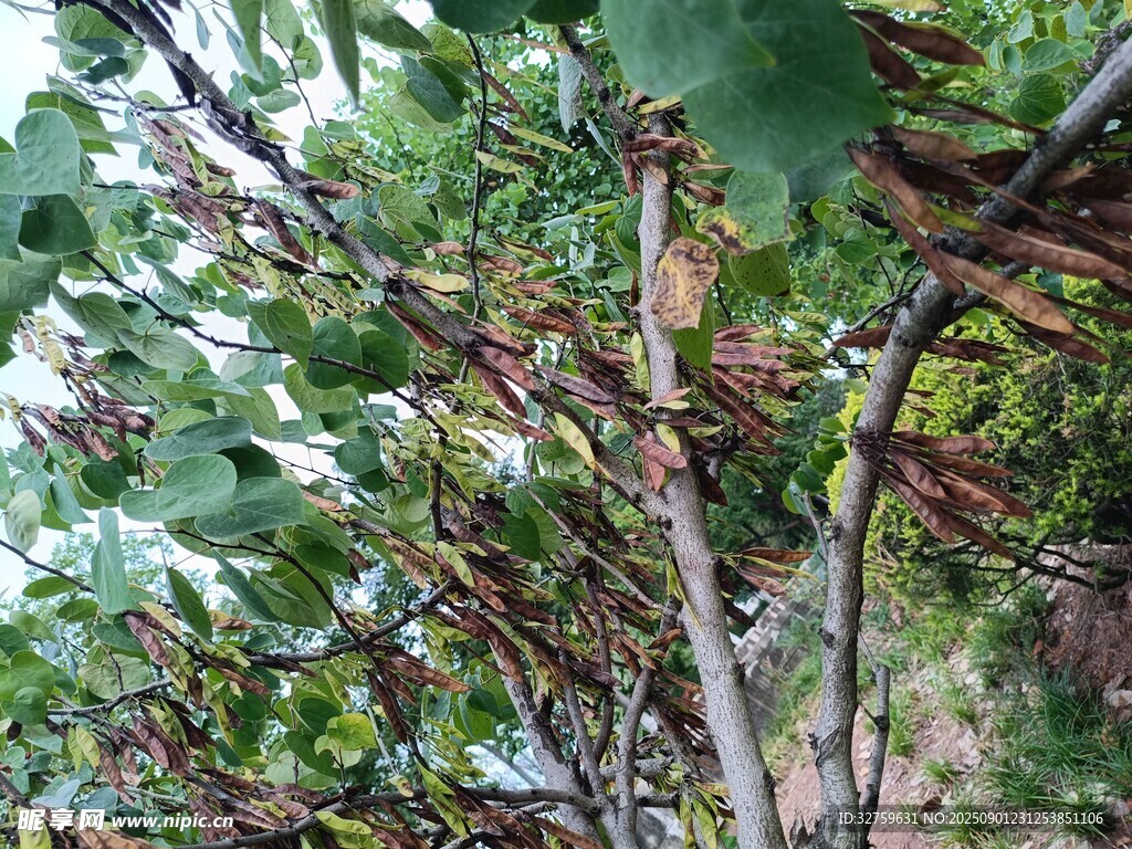 树枝 