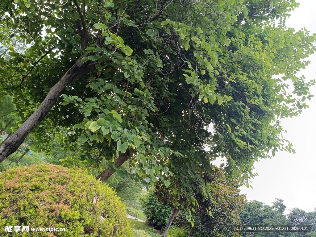 绿意盎然的树木与灌木景观