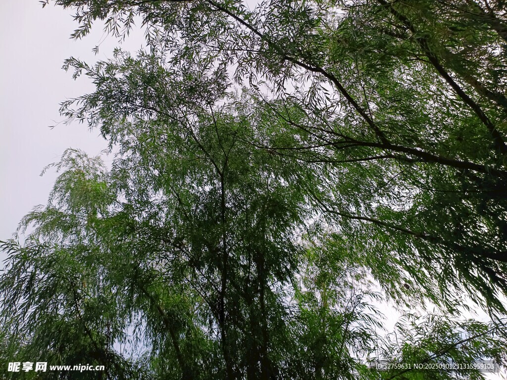 翠绿竹林 