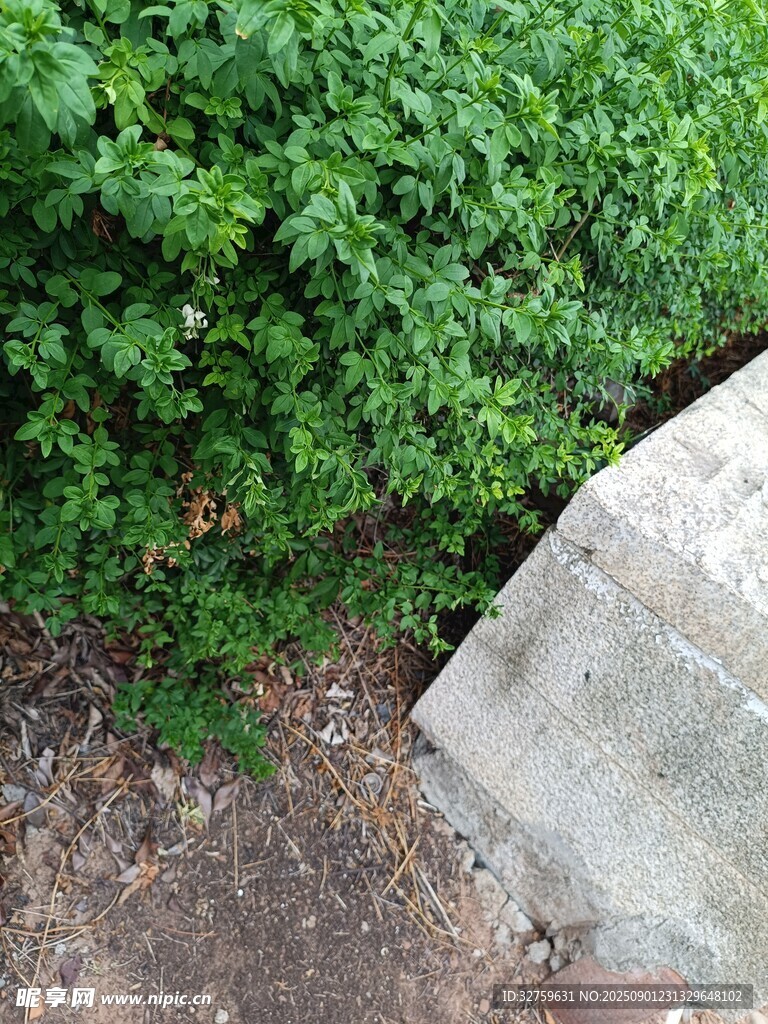 石边绿植