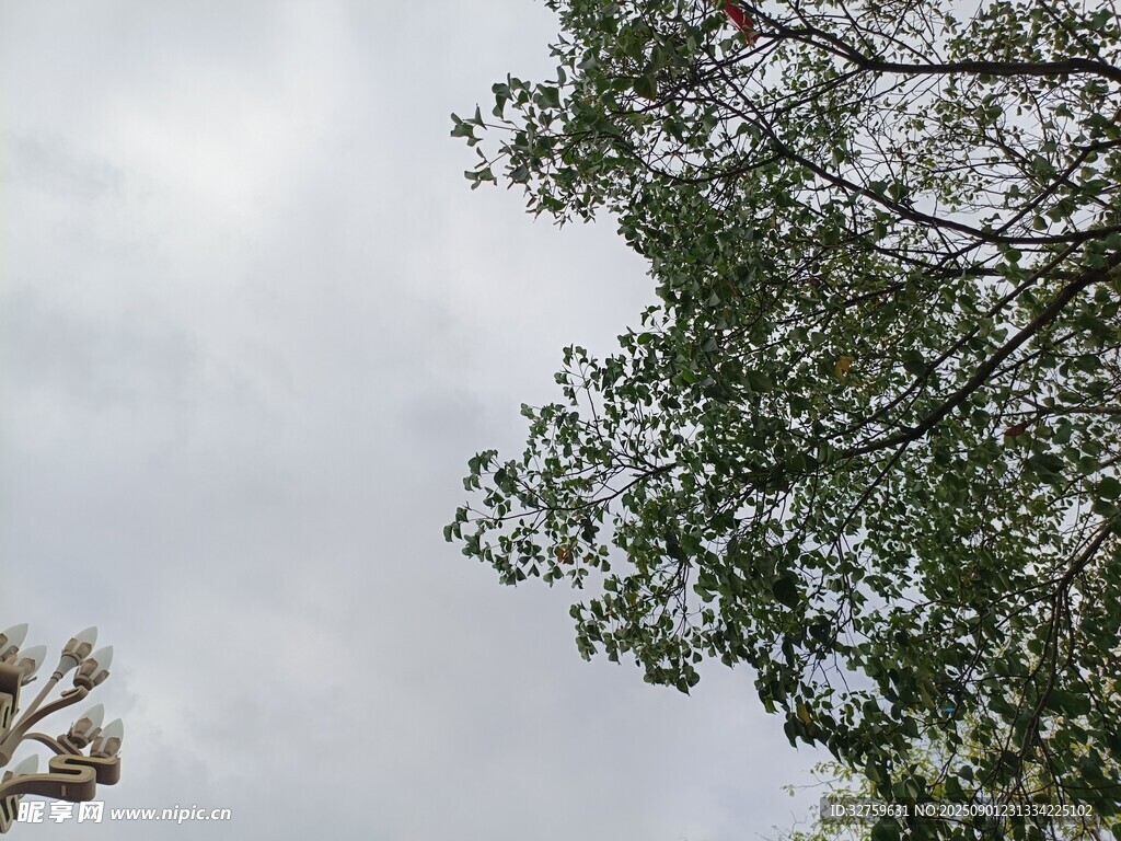 仰视天空下的繁茂绿树