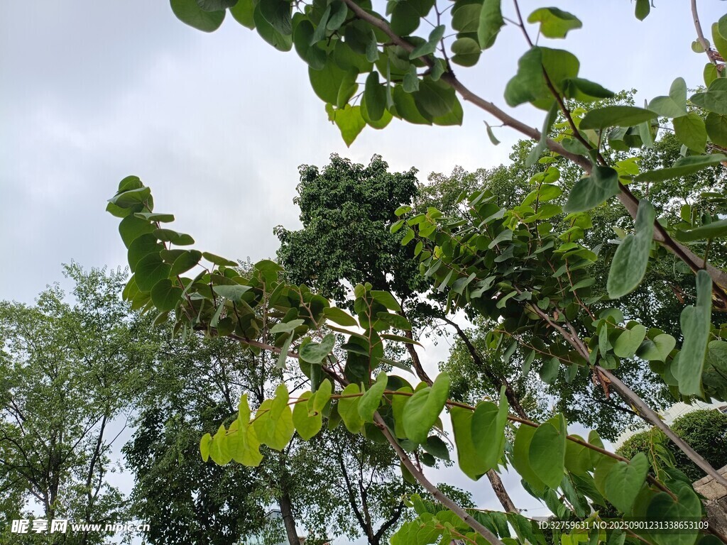 繁茂绿叶间的自然景致