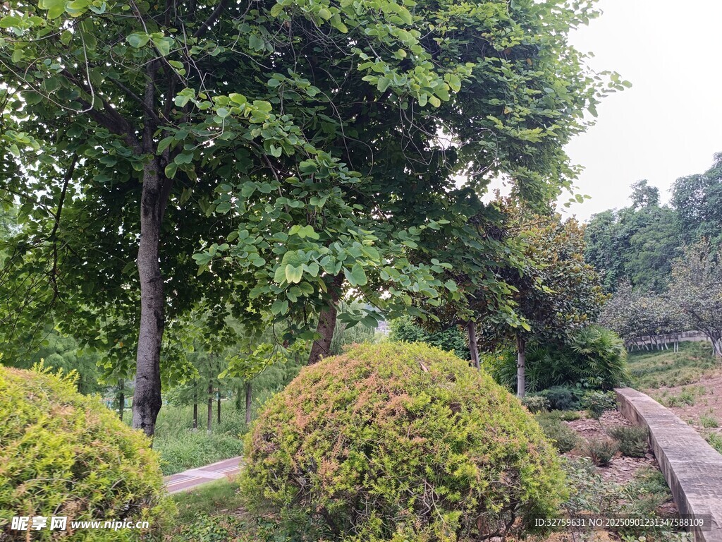 园林绿植景观