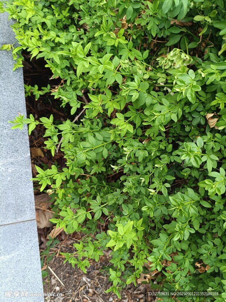 路边翠绿灌木枝叶繁茂