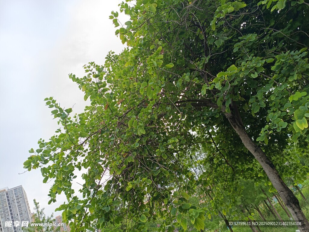绿树成荫的城市景象