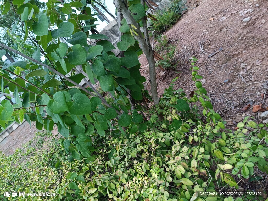 树下繁茂绿植景象