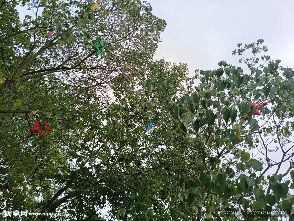 繁茂绿树间的多彩景象