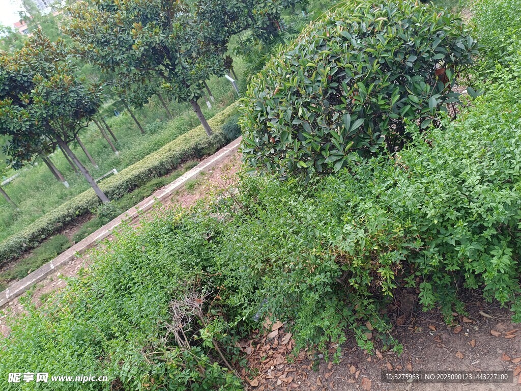 绿意盎然的户外植物景观