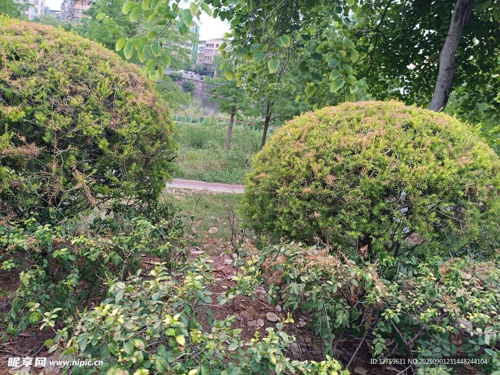 绿意盎然的园林灌木景观