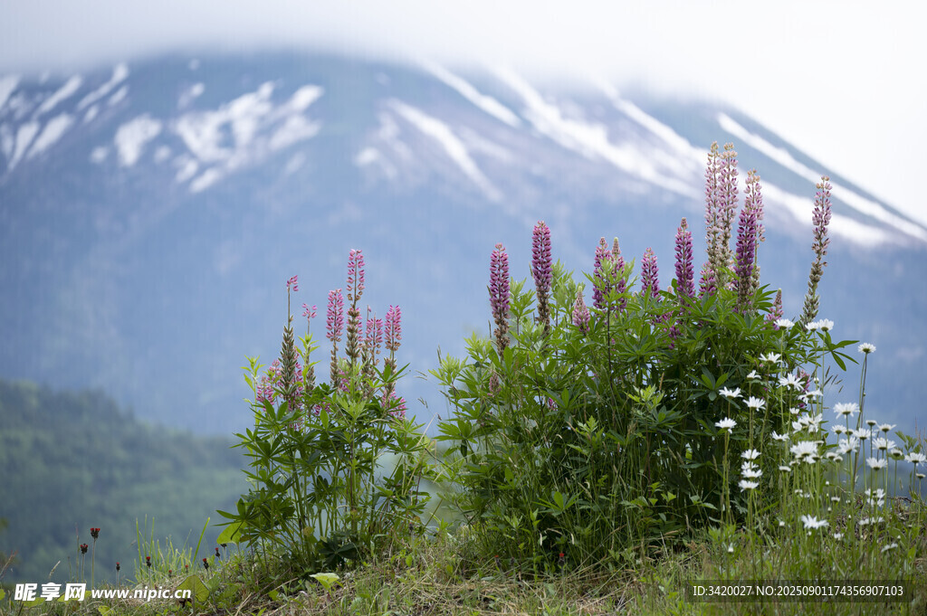 山间野花与远处雪山美景