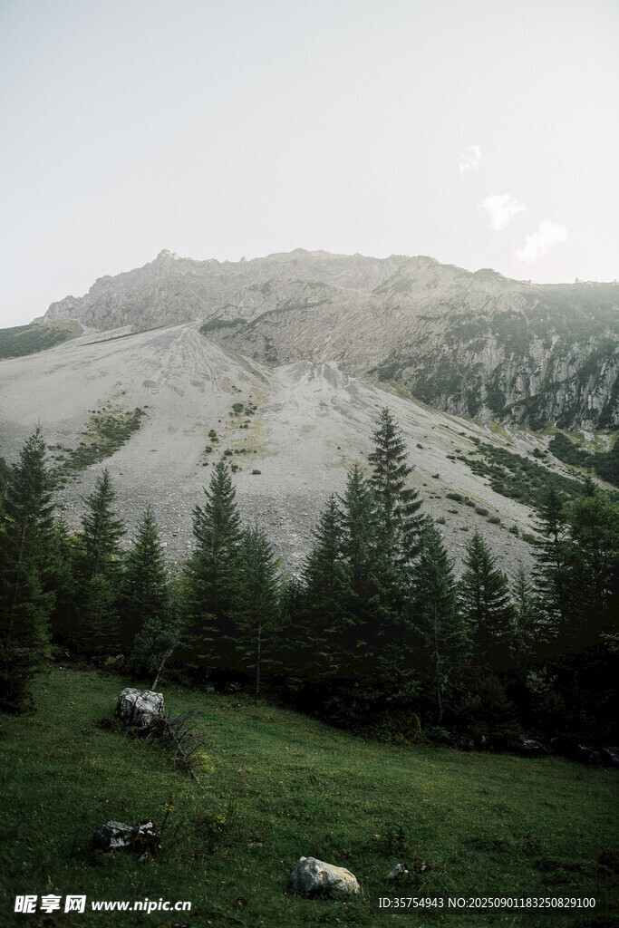 山间草地与牛的静谧景致