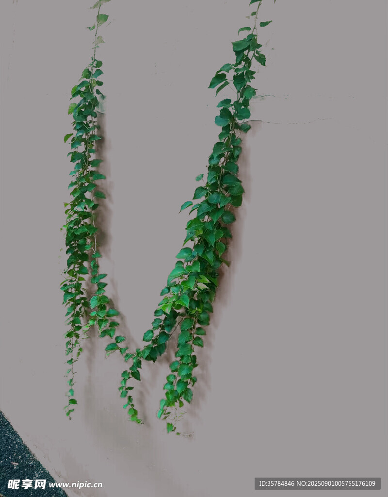 绿植