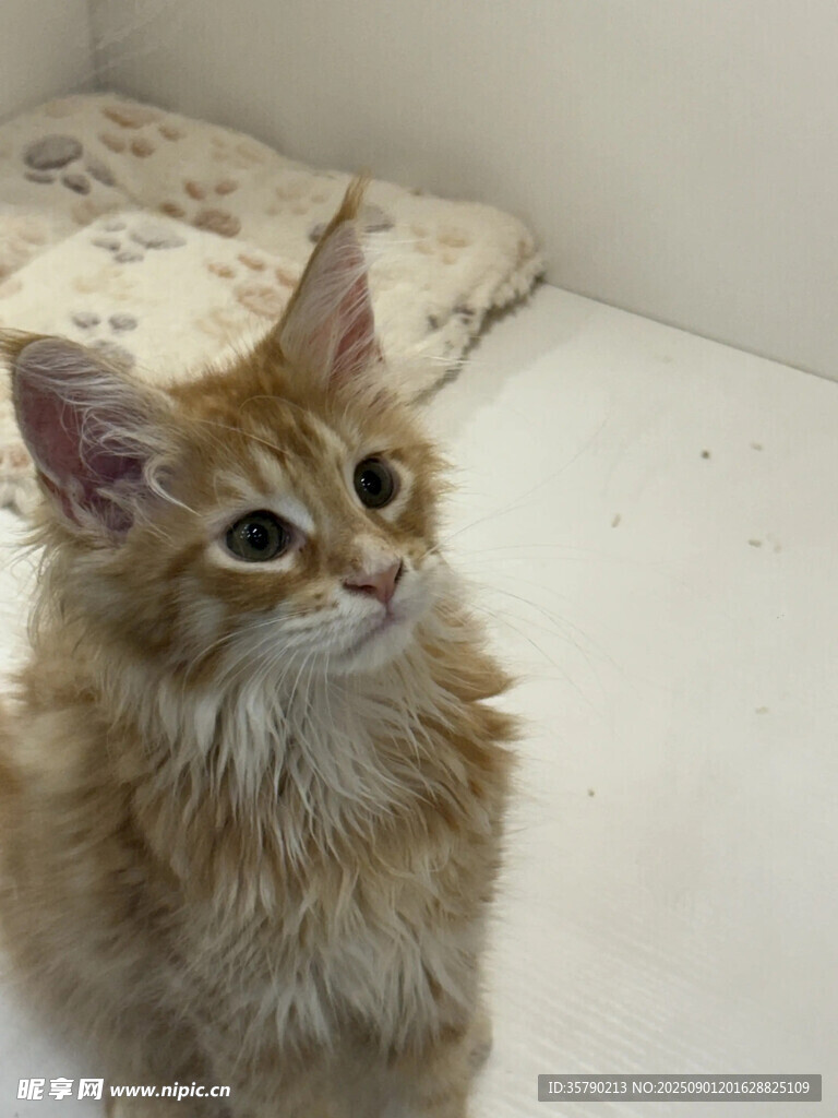 可爱长毛小猫抬头凝望