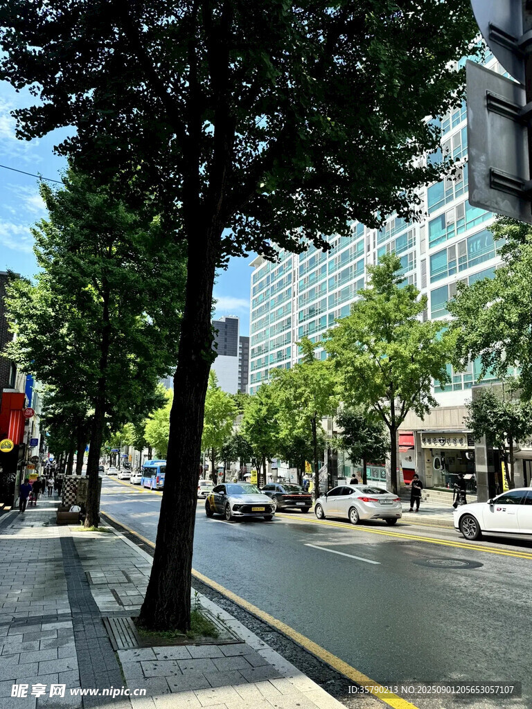 城市街道旁的绿树与建筑