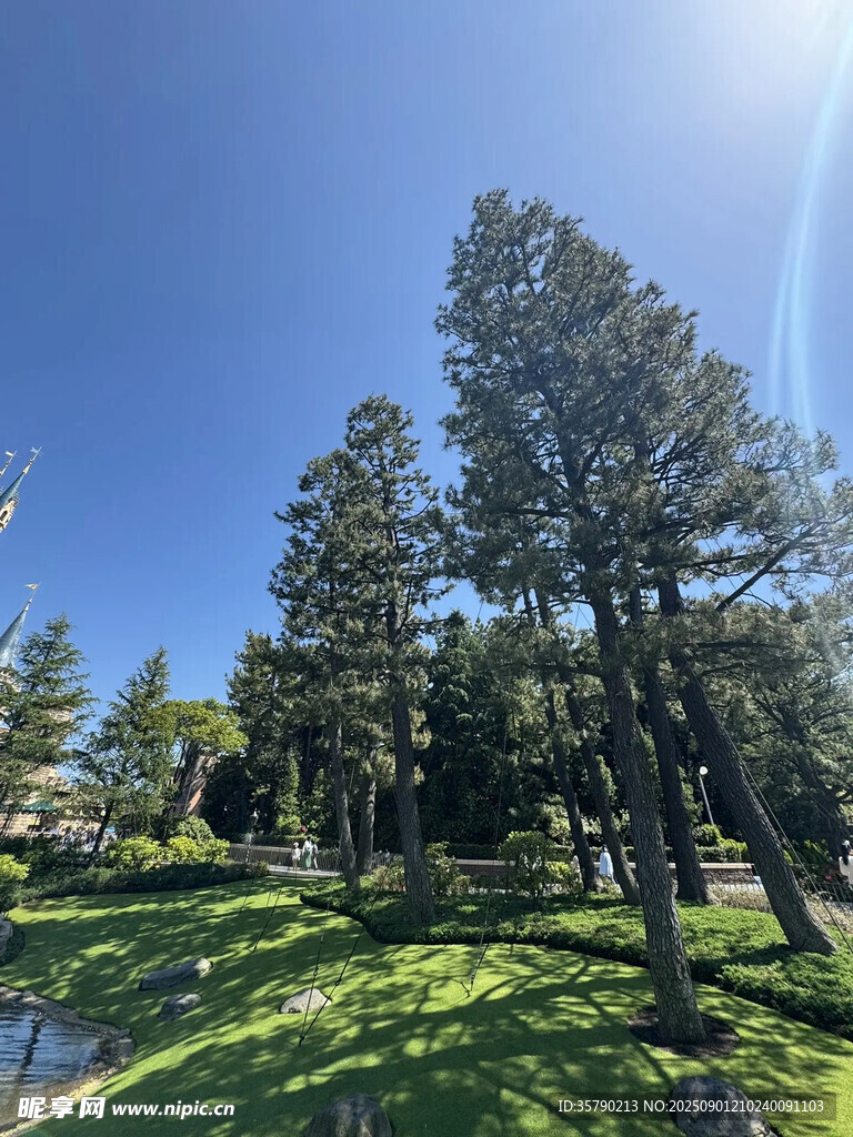 阳光下的葱郁树林与草地