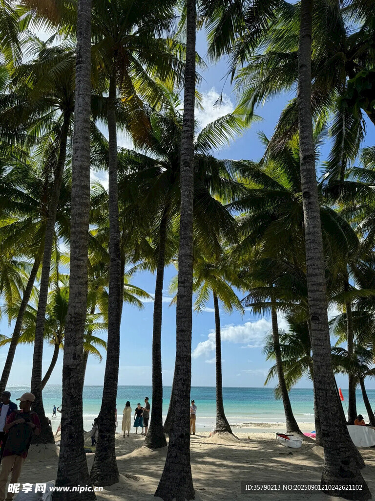 热带海滩椰林美景