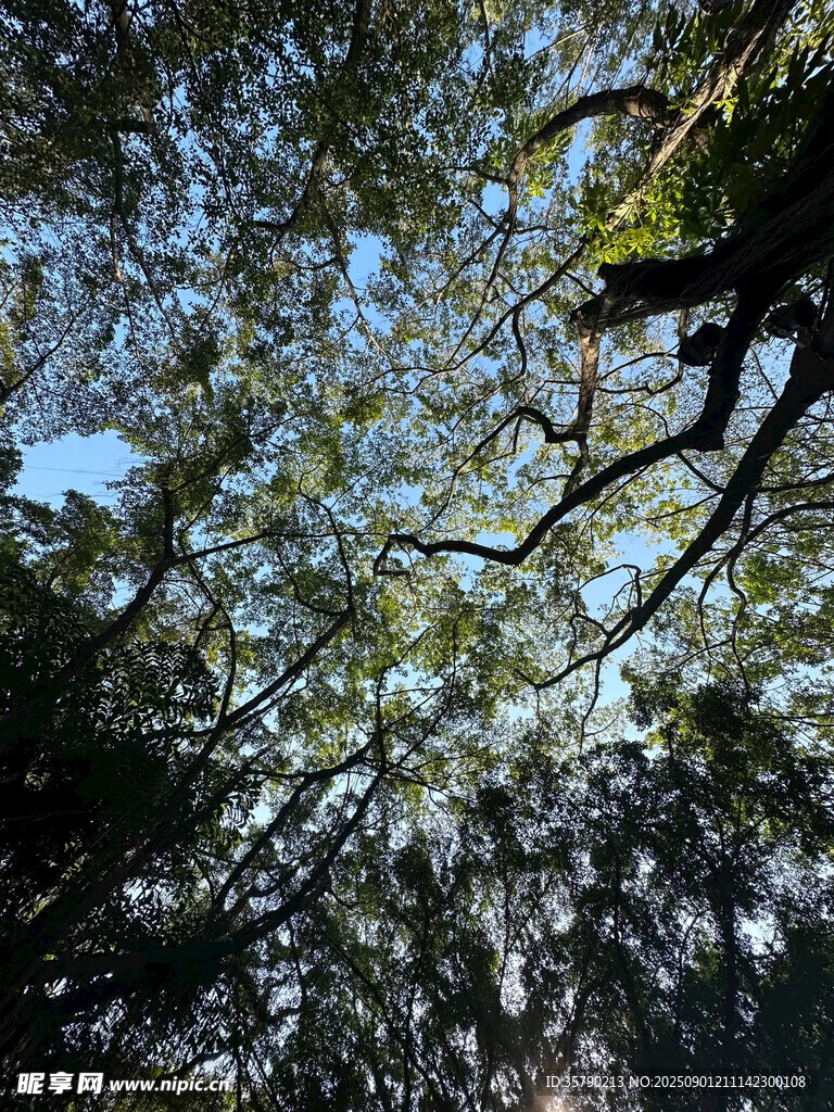林间枝叶繁茂的树木景观