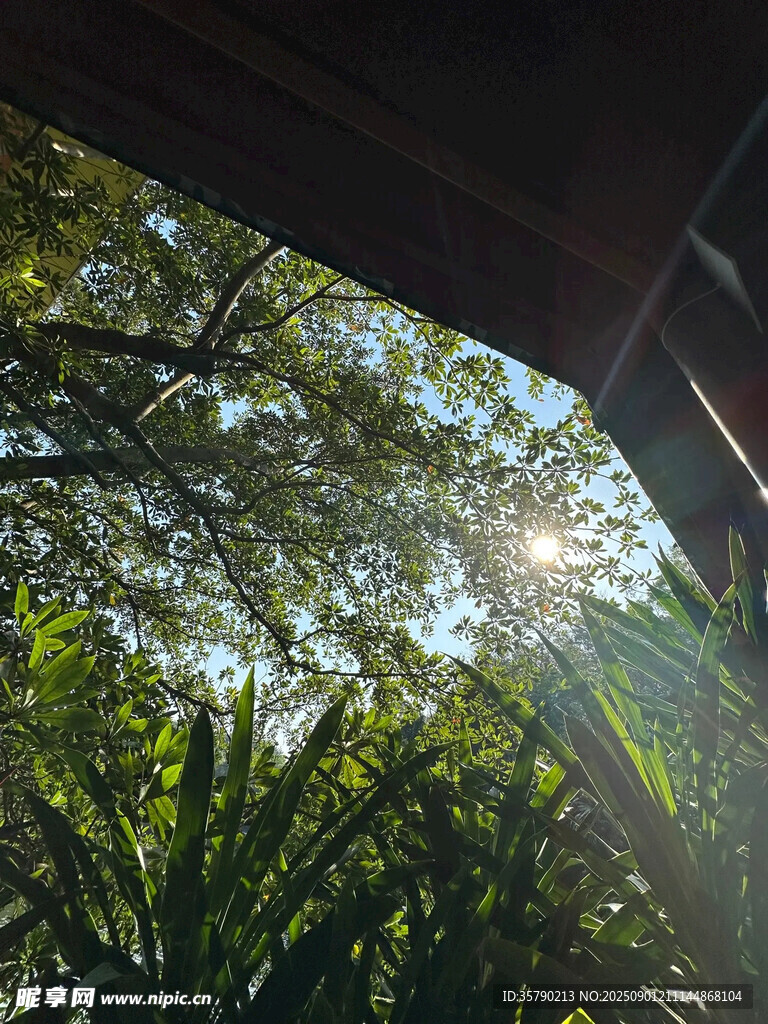 阳光透过绿植洒在屋檐下