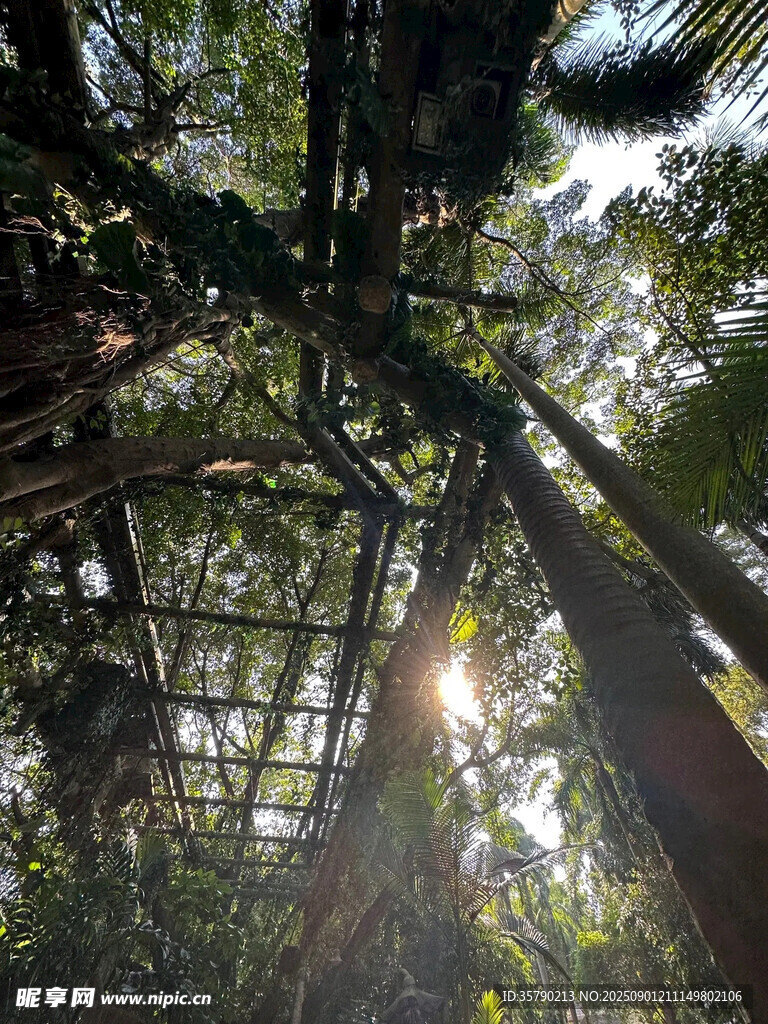 阳光洒落茂密丛林树冠