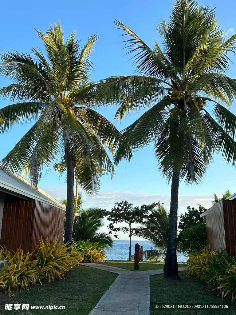 热带风光中的椰树小径