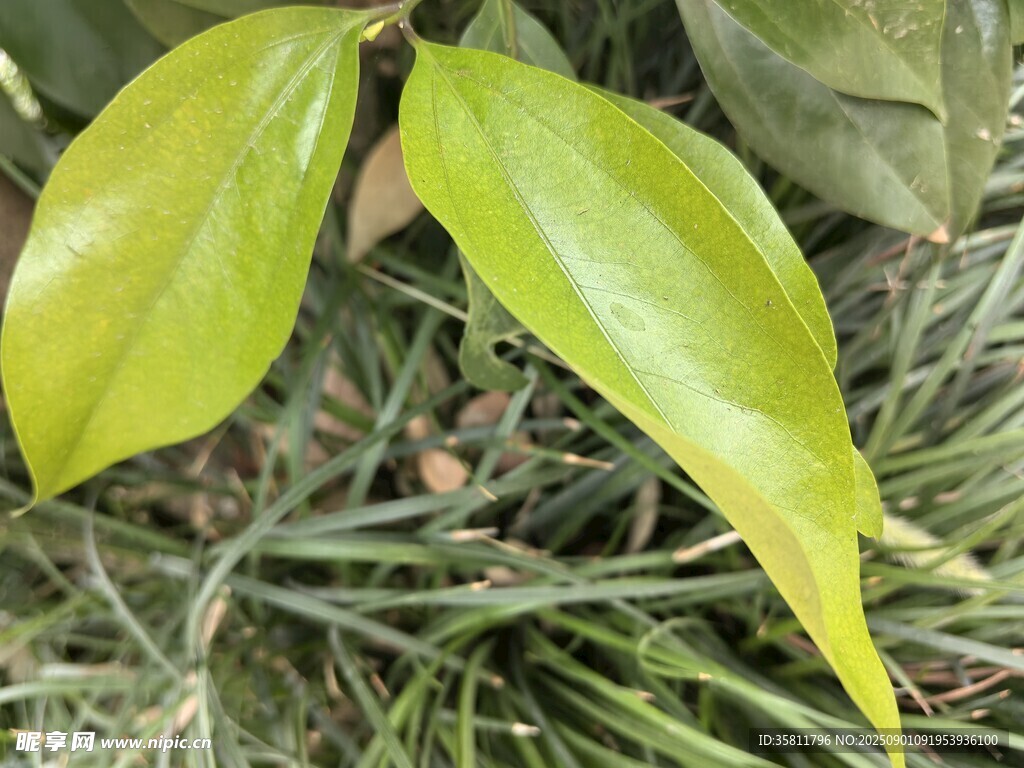 嫩绿叶片与葱郁草丛