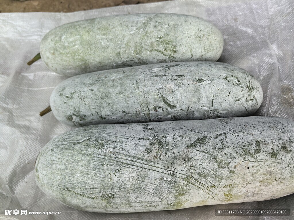 冬瓜