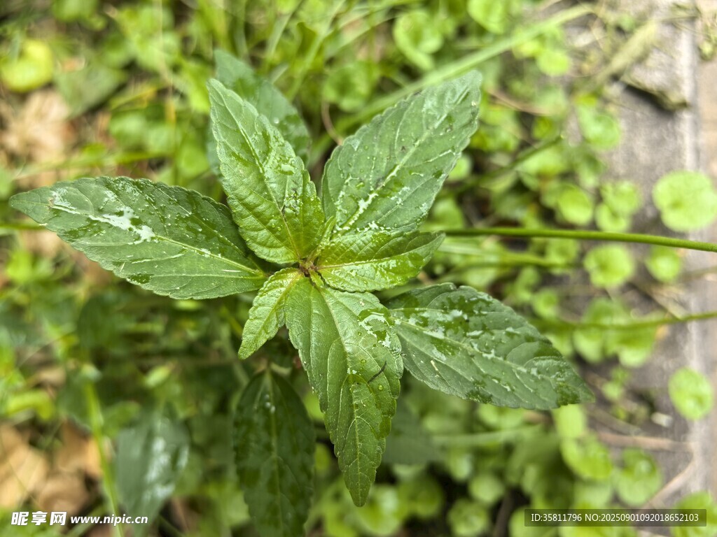 嫩绿清新植物特写