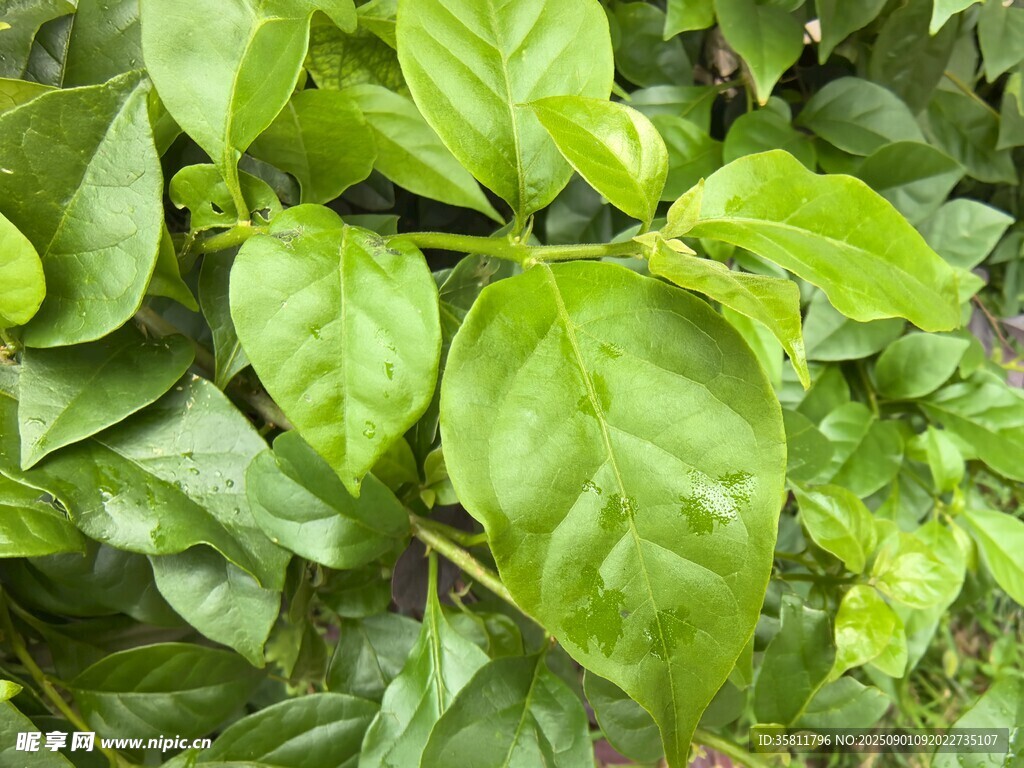 翠绿叶片植物特写