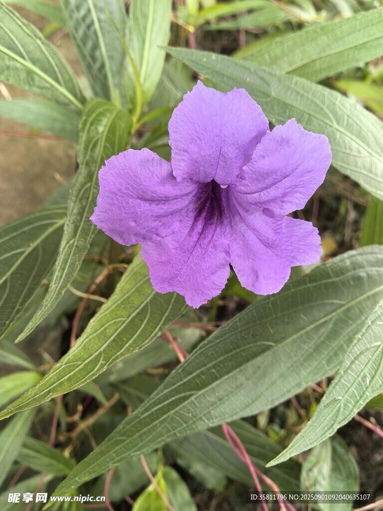 紫色单朵小花与绿叶