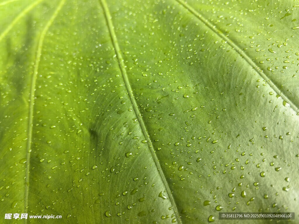 翠绿叶片特写