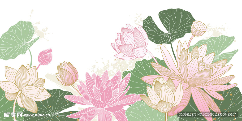 清新荷花插画