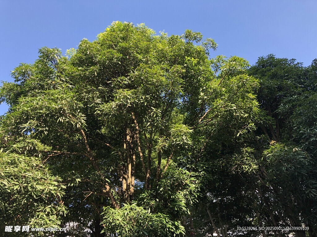 茂密绿树映蓝天