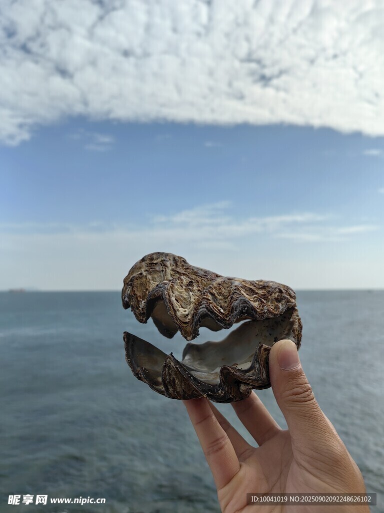 手持奇异贝壳于海边
