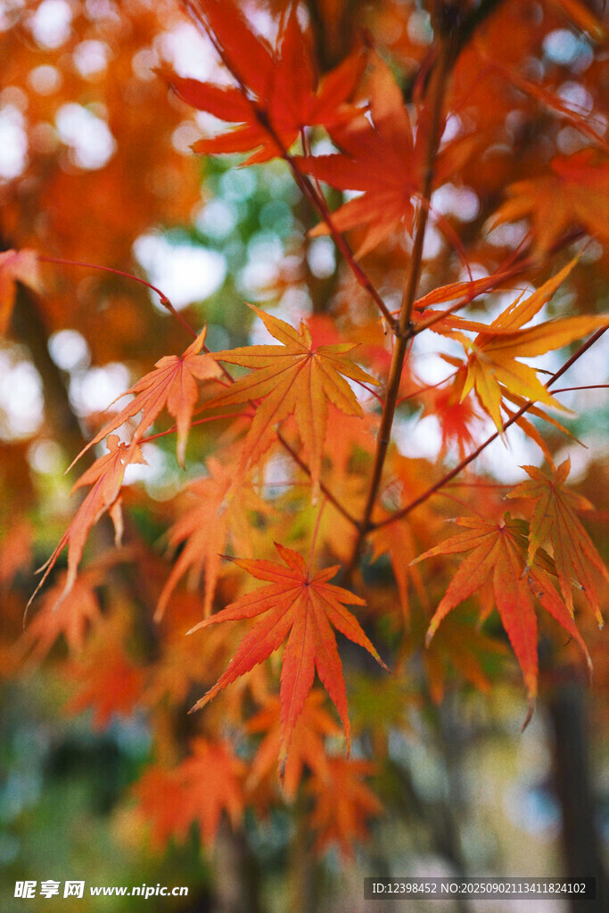 秋日红枫叶特写