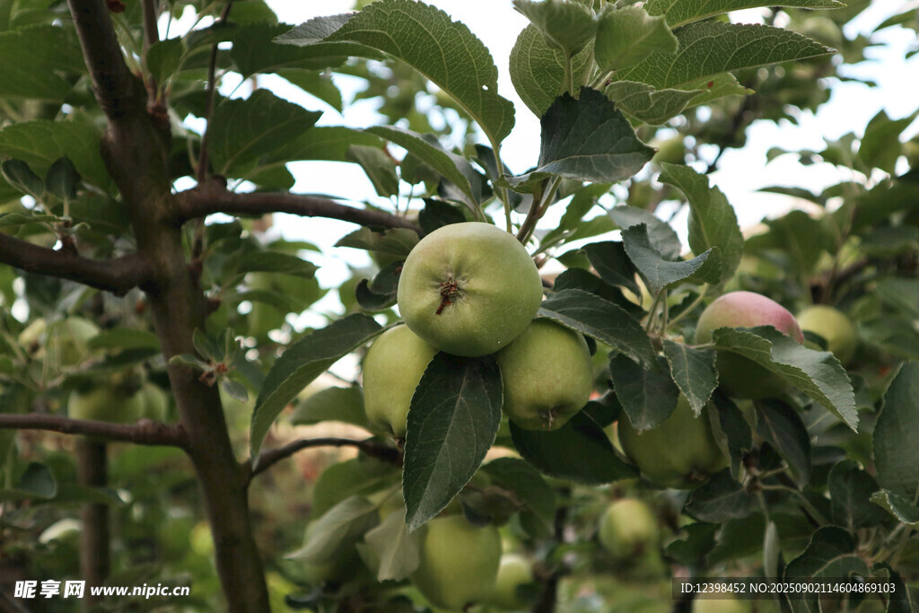 枝头青苹果