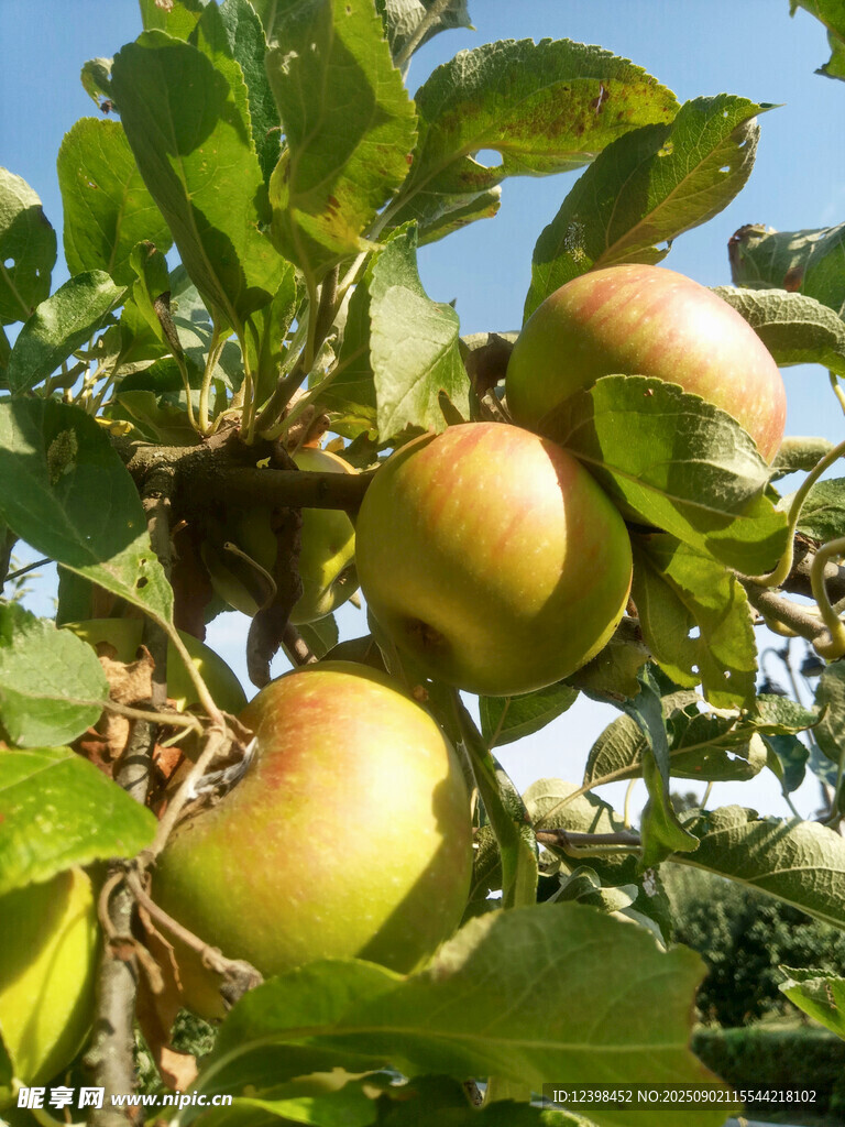 枝头饱满的成熟苹果