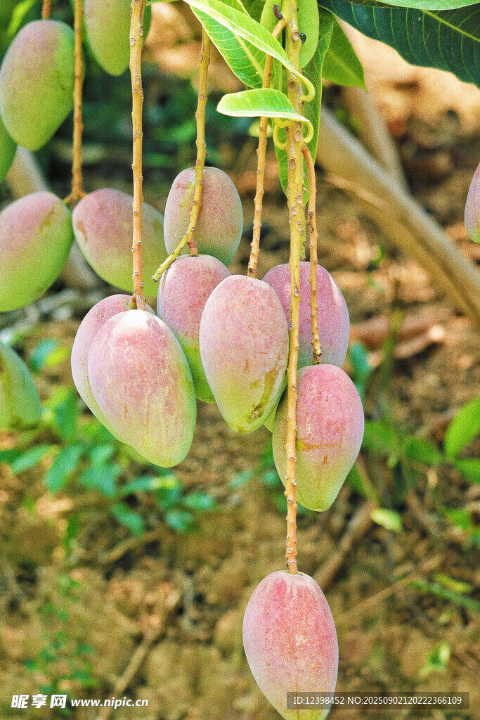 枝头粉嫩芒果待成熟
