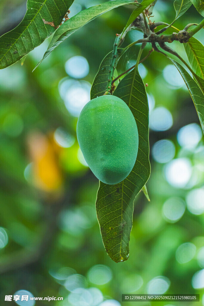 枝头青芒