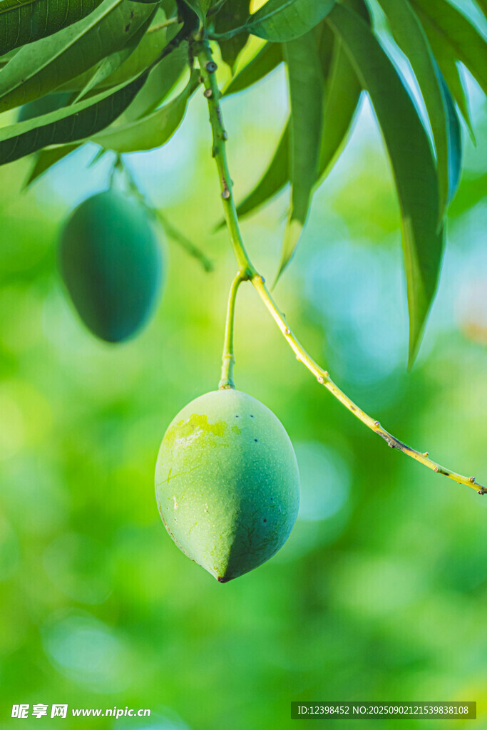 枝头青芒