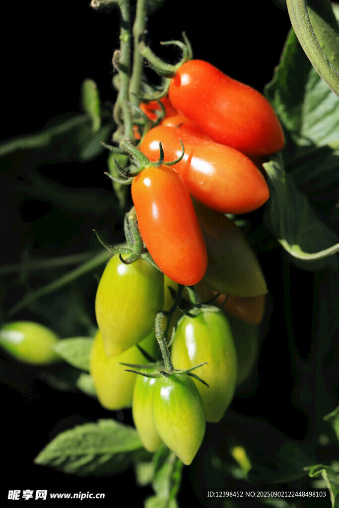 小番茄