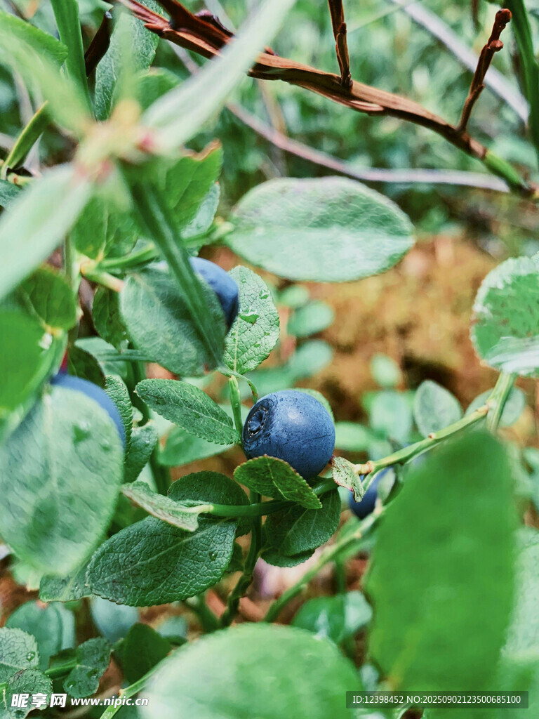 蓝莓植株上的饱满果实