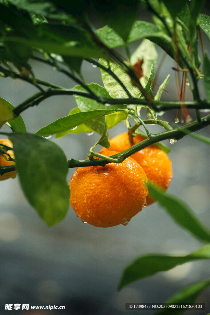 枝头橙果