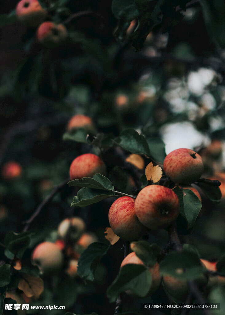 枝头硕果累累的成熟苹果