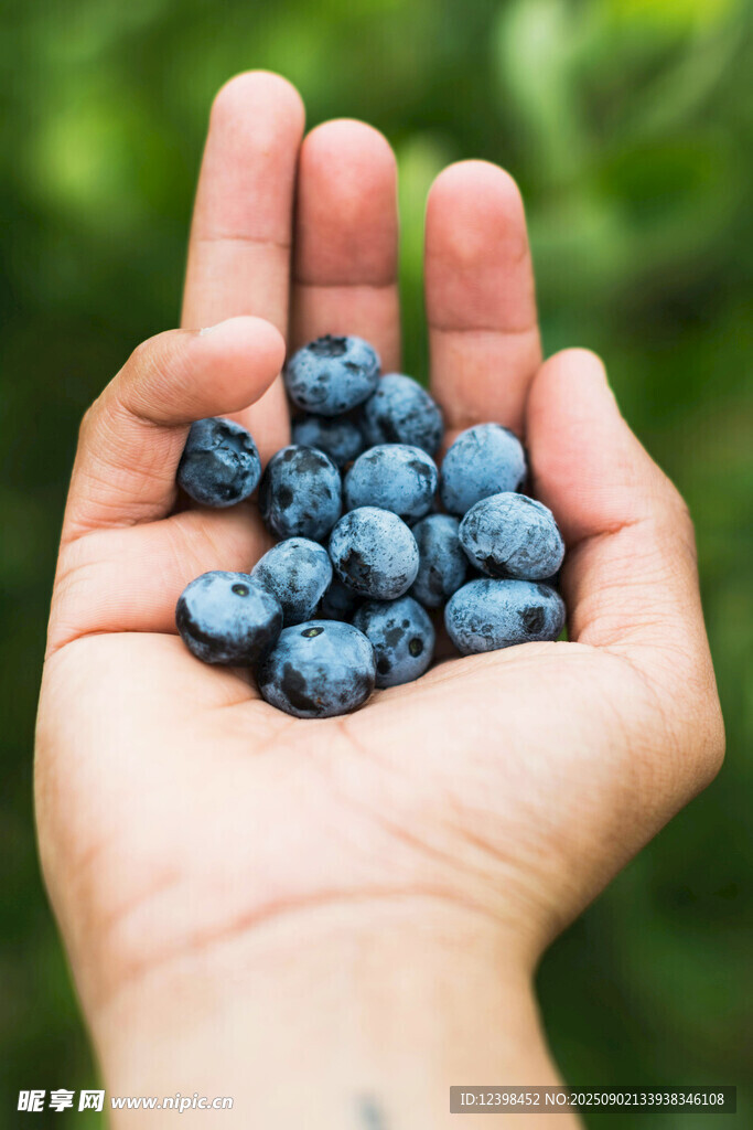 手捧新鲜蓝莓