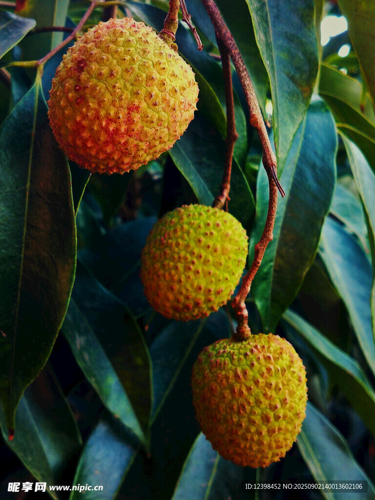 枝头饱满荔枝诱人