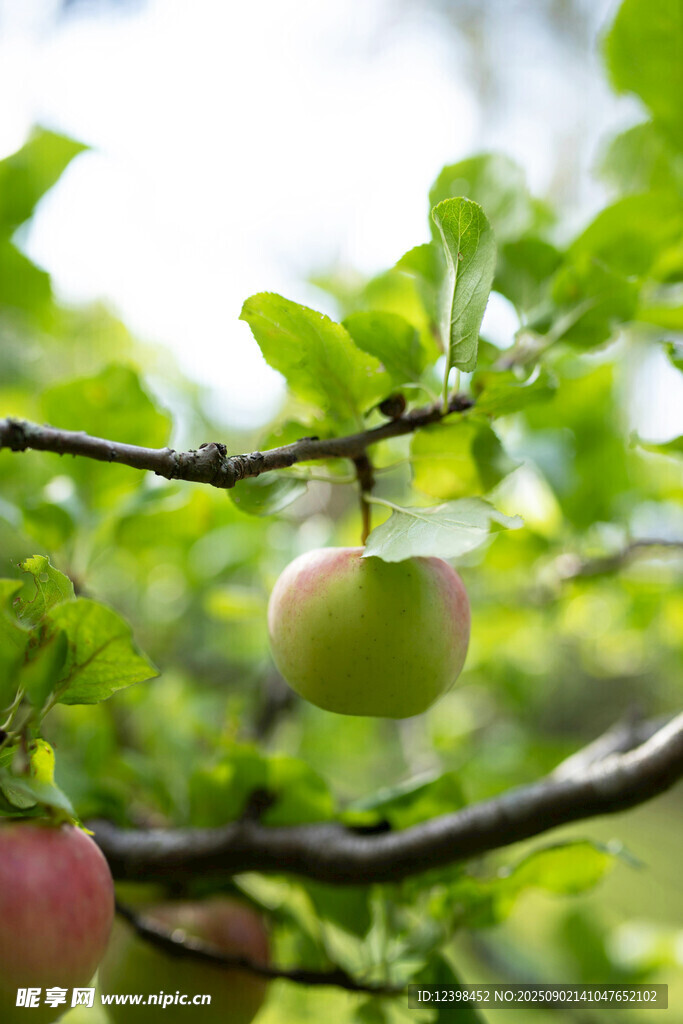 枝头青红苹果挂