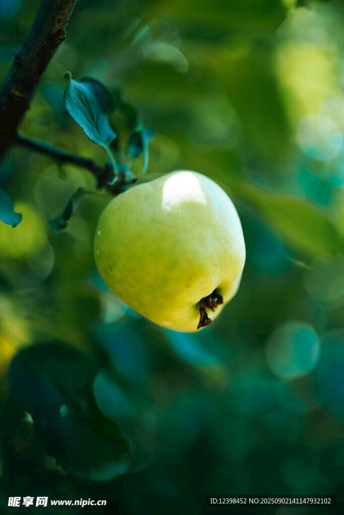 枝头青苹果