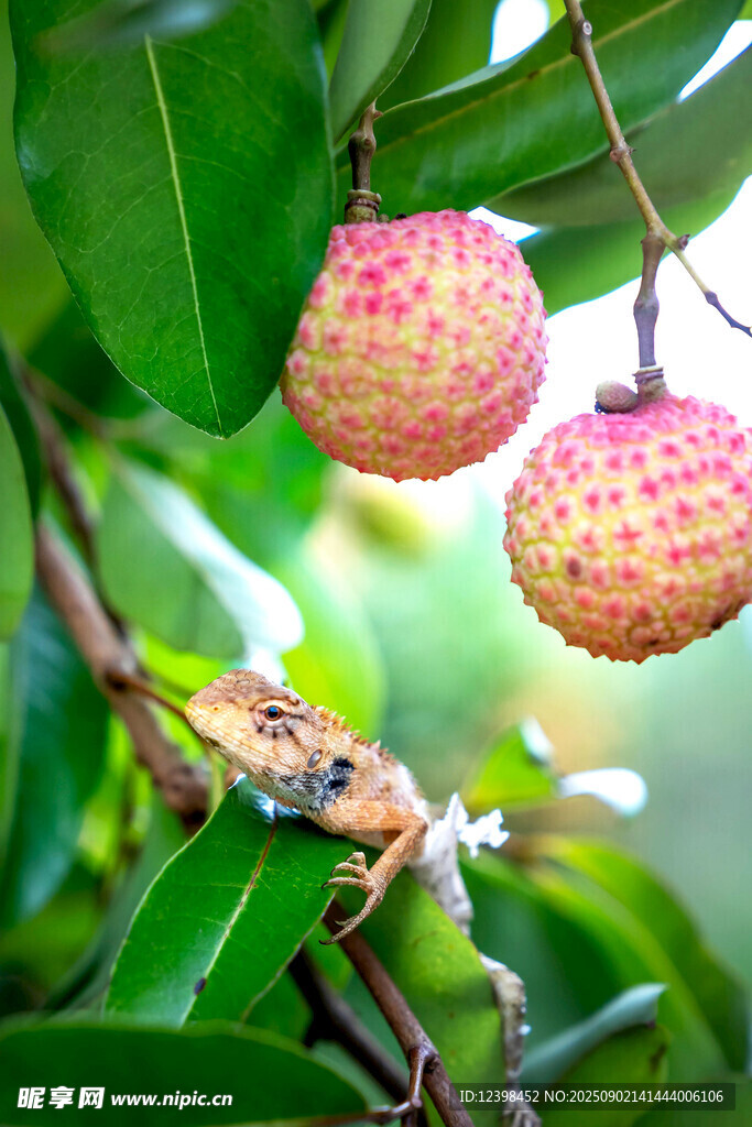 枝头饱满荔枝
